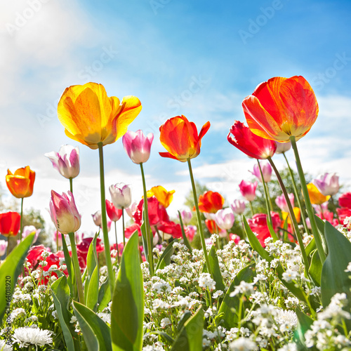 Low angle view of Tulips © fuchsphotography