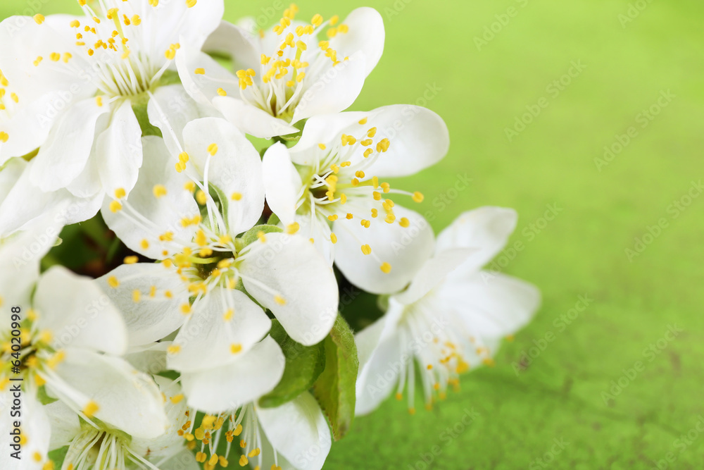 Blooming tree branch with white flowers on wooden background Blooming tree branch with white flowers on wooden background