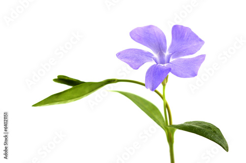 Flower of periwinkle isolated on white