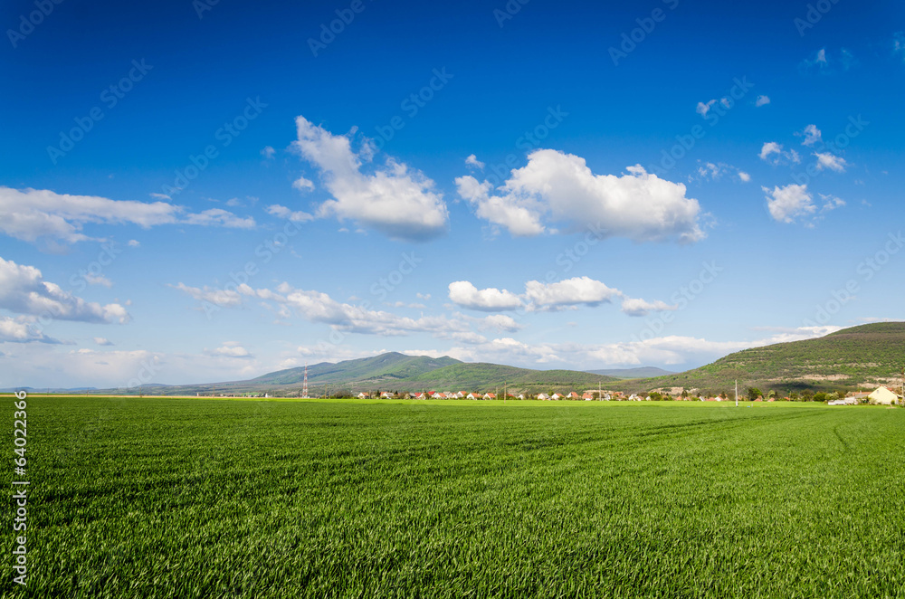 Naklejka premium green field background