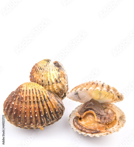 Raw, fresh cockle over white background