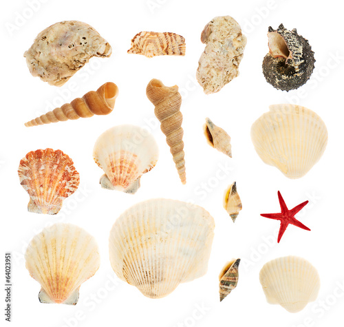 Set of multiple seashells isolated