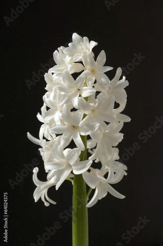 Fototapeta Naklejka Na Ścianę i Meble -  Hyazinthe, Weisse, Hyazinthus orientalis,