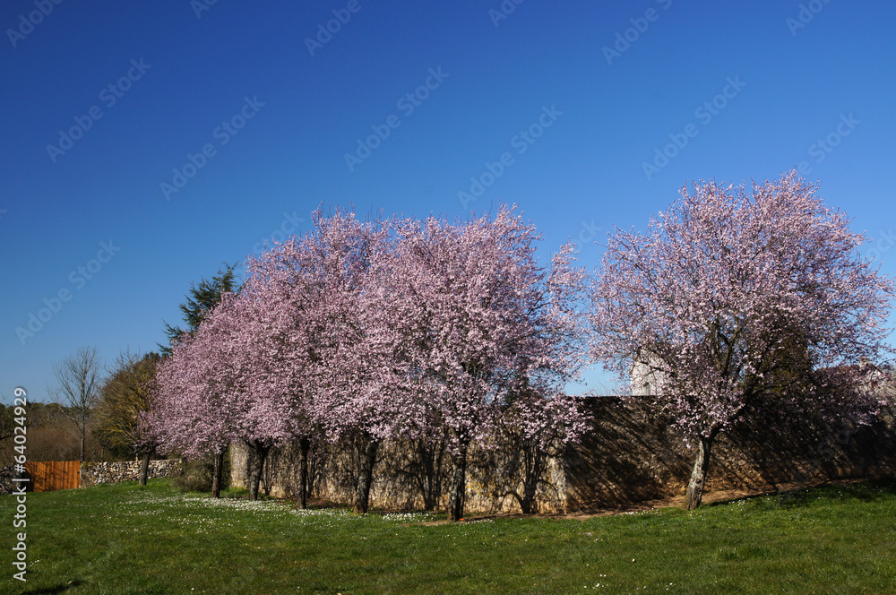 chemin arboré et fleuri près d'Angles sur l'Anglin chemin arboré et fleuri près d'Angles sur l'Anglin