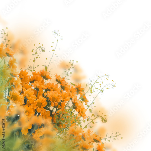 Fototapeta Naklejka Na Ścianę i Meble -  Yellow daisies on white, floral background.