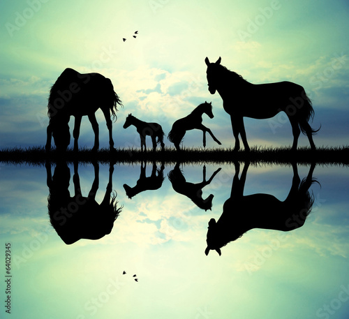 Fototapeta Naklejka Na Ścianę i Meble -  family of horse