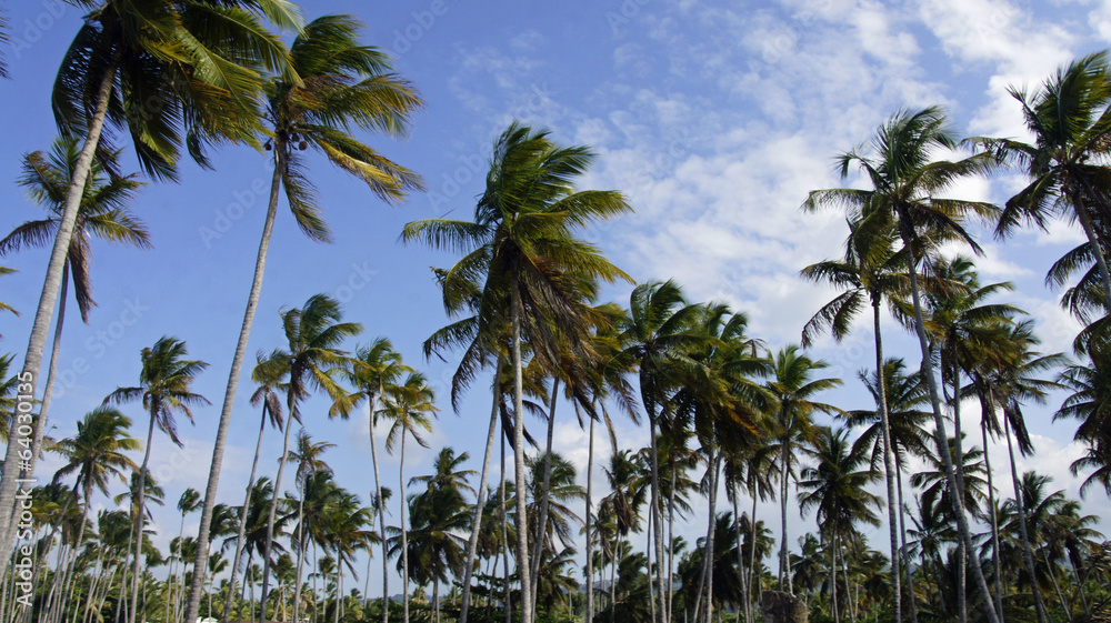 Fototapeta premium perfect beach