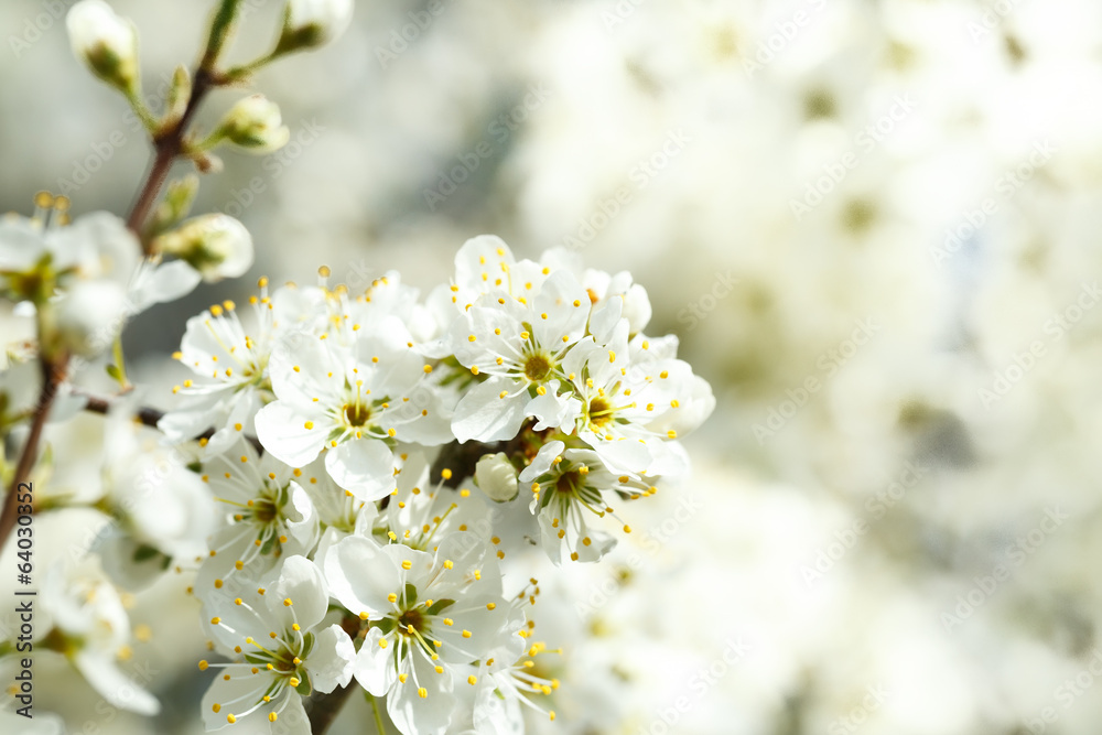 Blossoming tree in spring with very shallow focus Blossoming tree in spring with very shallow focus