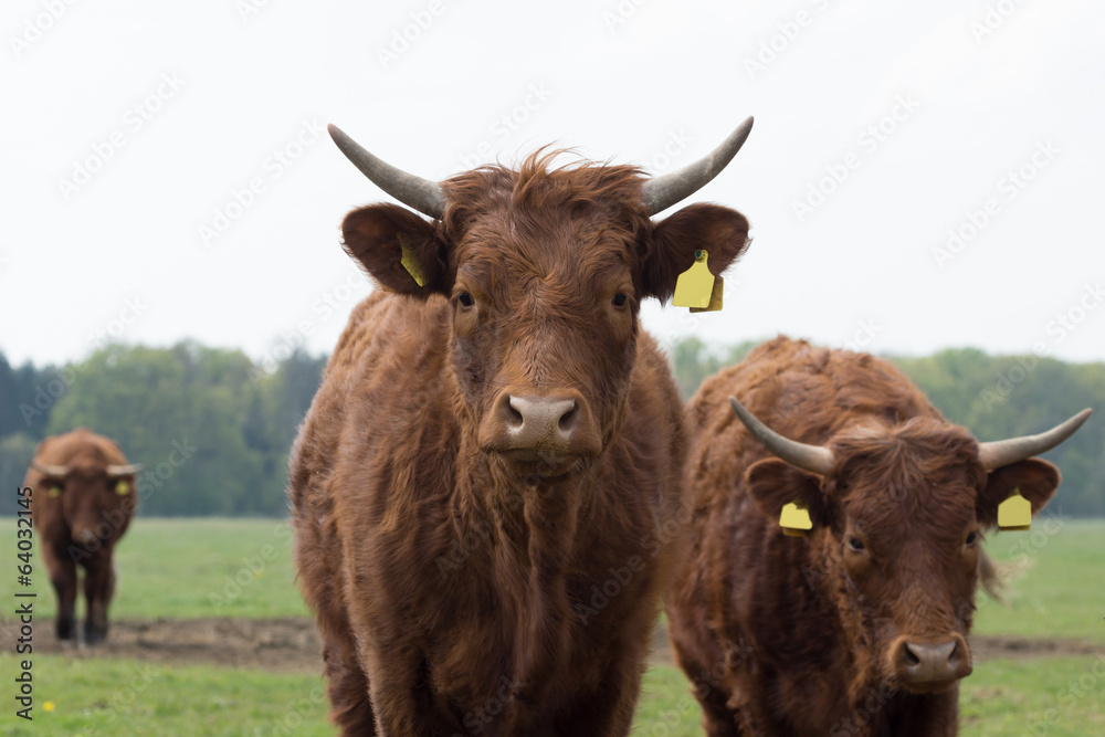 Cow looking into the camera Cow looking into the camera
