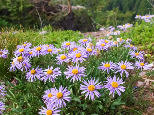 Watching the Flowers on the Mountais of Meran photo