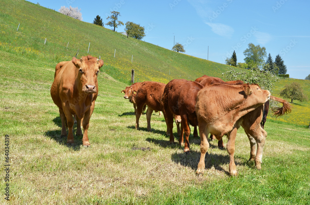 Cows in Emmental region, Switzerland Cows in Emmental region, Switzerland
