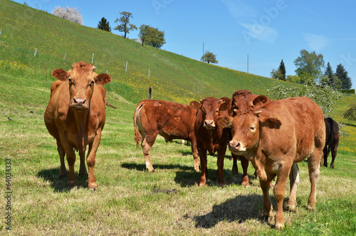 Cows in Emmental region, Switzerland