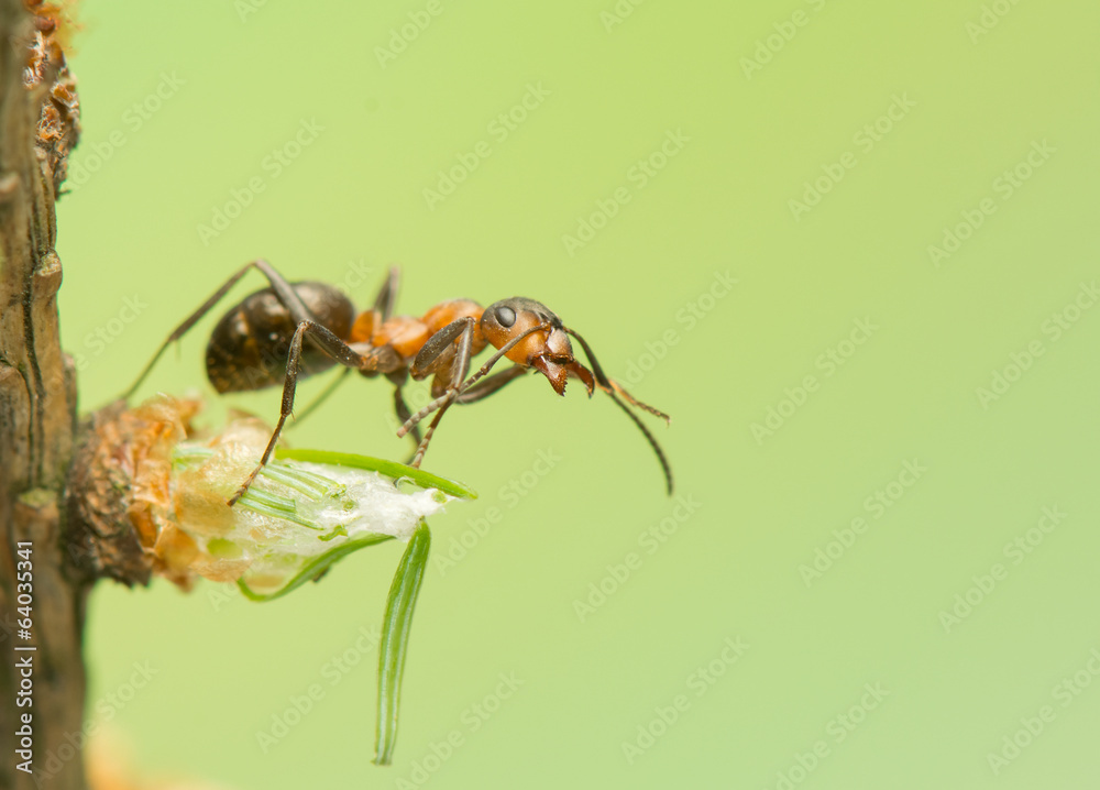 Ant insect