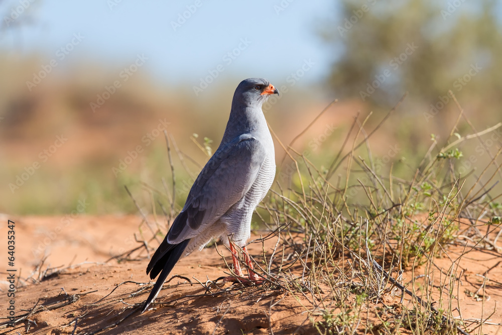 Obraz premium Pale Chanting Goshawk feeding on red sand dune among dry grass i