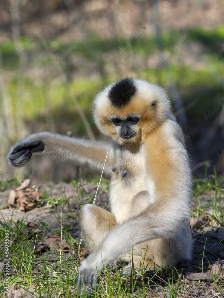 Obraz premium Yellow-cheeked gibbon (Nomascus gabriellae) female
