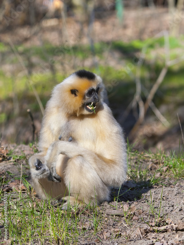 Yellow-cheeked gibbon (Nomascus gabriellae) female