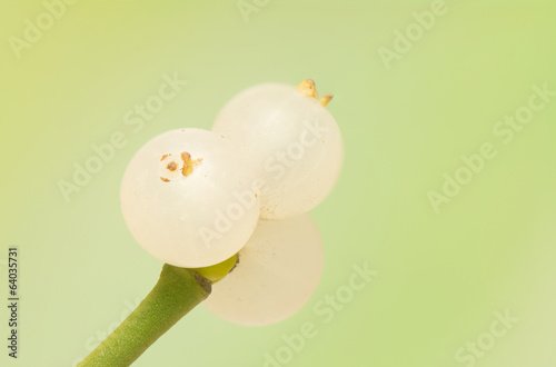 mistletoe