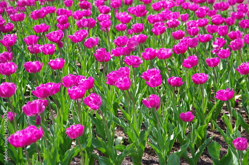 Pinkfarbene Tulpen 3