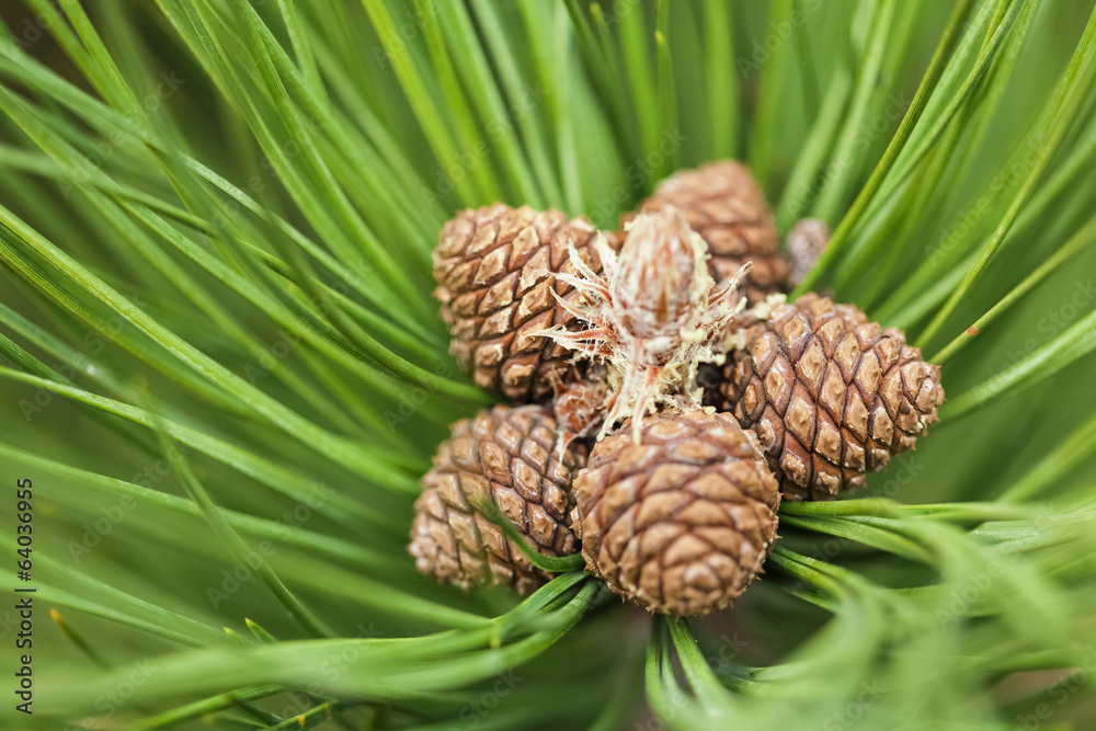 spring pine cones spring pine cones