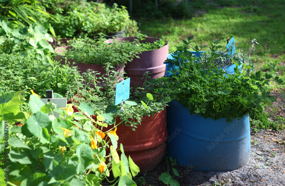 herb garden herb garden
