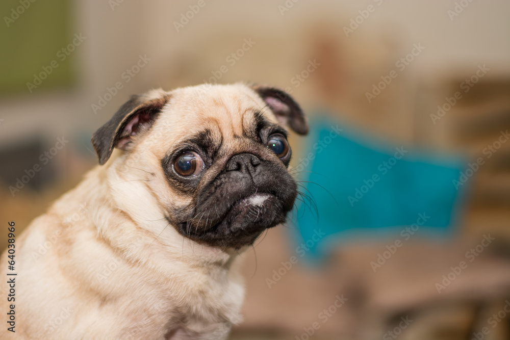 Pug dog, funny portrait