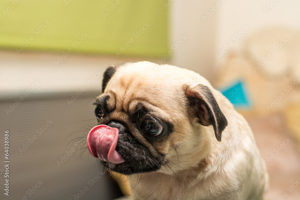 mops dog, funny portrait