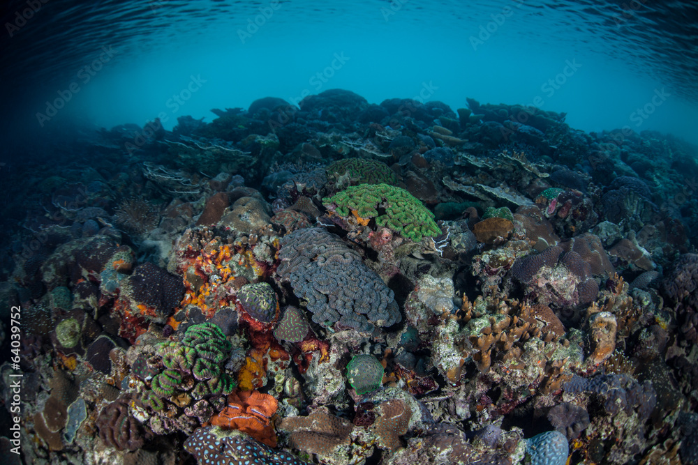 Fototapeta premium Coral Reef Diversity 4