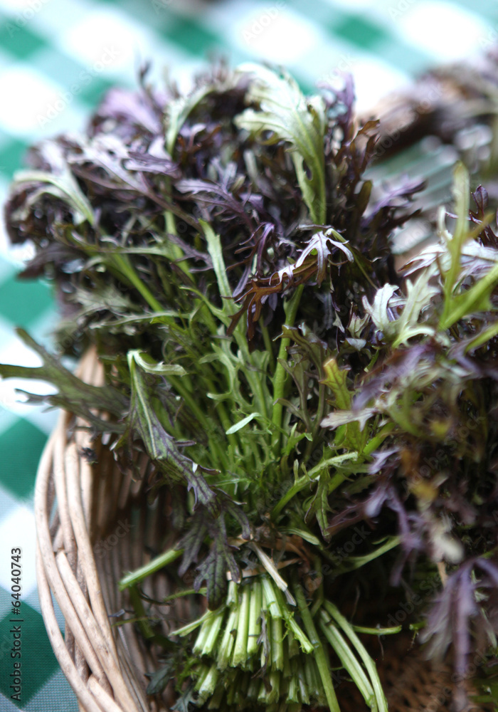 Obraz premium purple mizuna