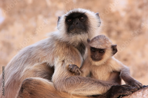 Gray langur with a baby sitting at the temple, Pushkar, India