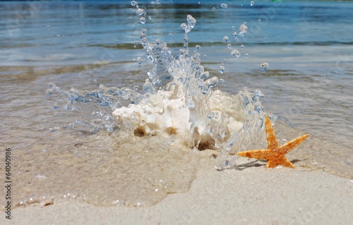 conch and starfish on tropical ocean beach waves stock, photo, photograph, image, picture
