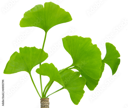 ginkgo biloba