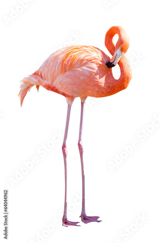 Full Length of Flamingo. Isolated over white