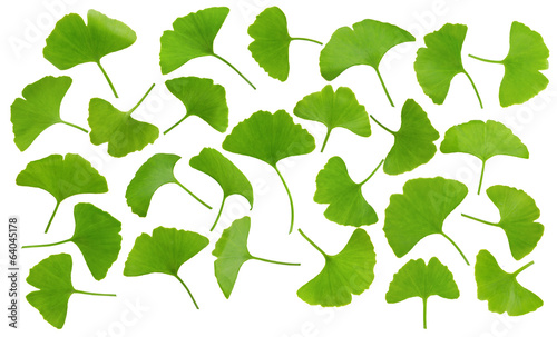 collection of ginkgo leaves isolated on white background