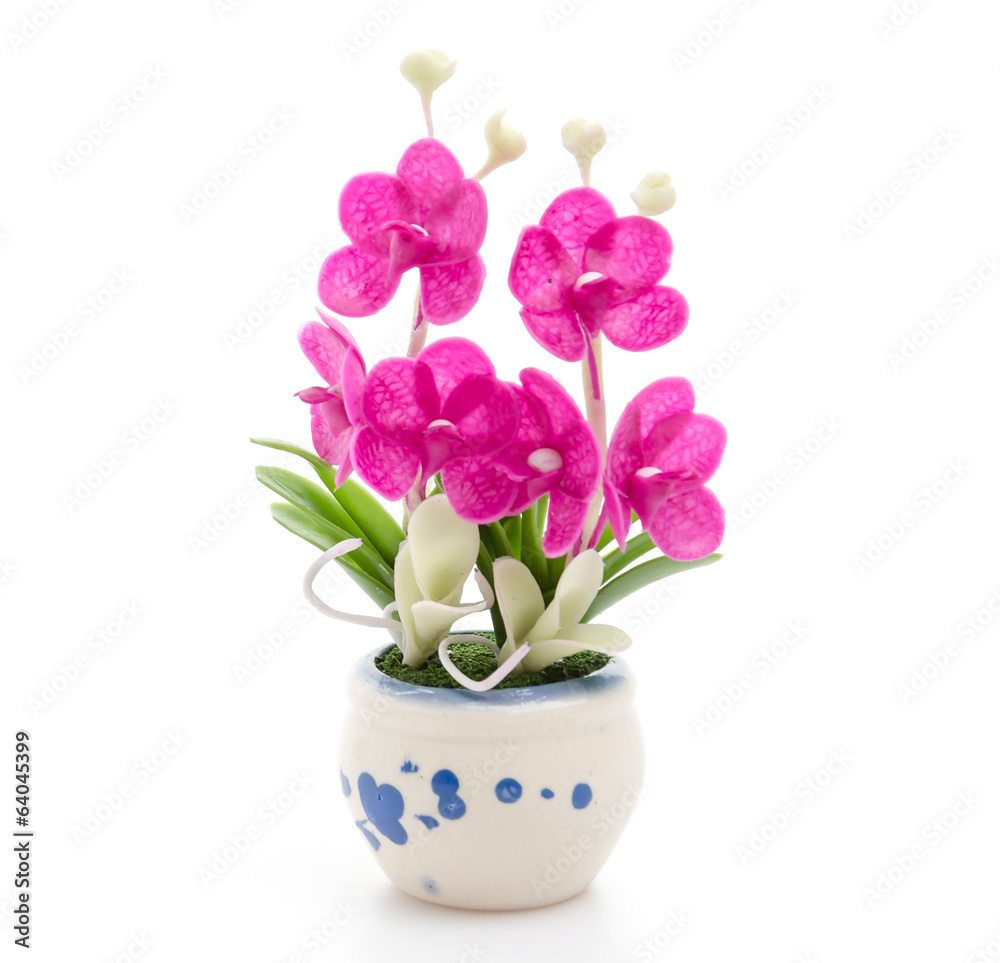 Obraz premium Orchid