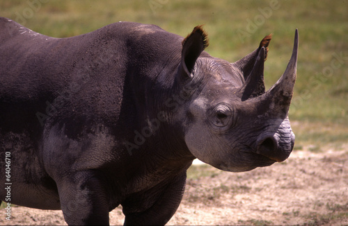 rinoceronte nero parco nazionale serengeti  ngoro ngoro tanzania photo