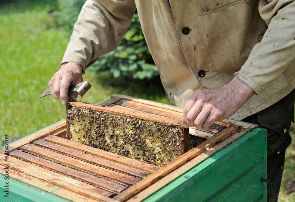 Beekeeping - obrazy, fototapety, plakaty 