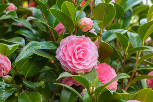 Fotomurale Pink Camellia sasanqua flower with green leaves