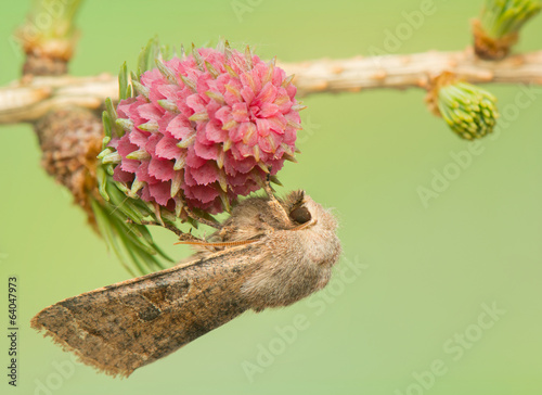 Orthosia incerta photo