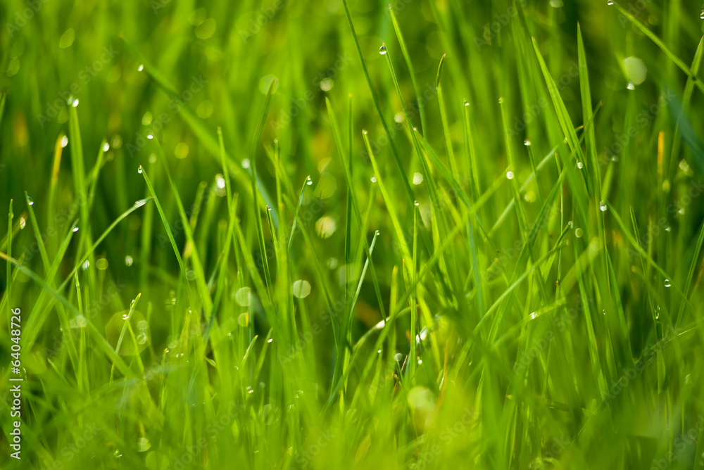 Fresh green grass as spring season background Fresh green grass as spring season background