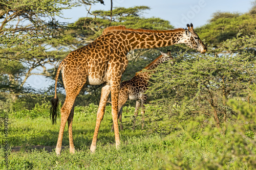 Tansania-Giraffe-17182