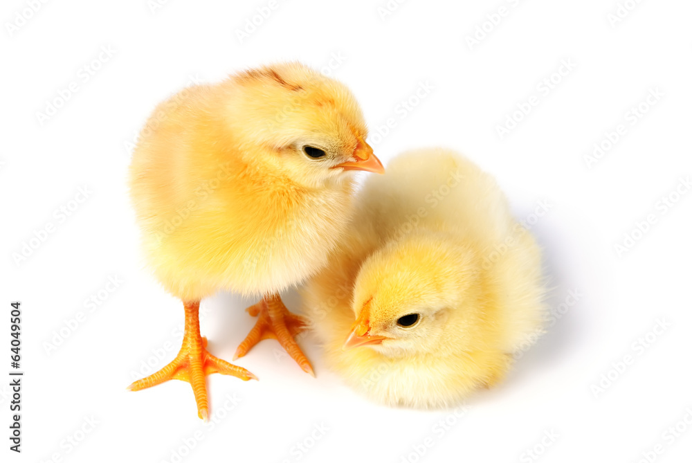 Obraz premium Baby Chick