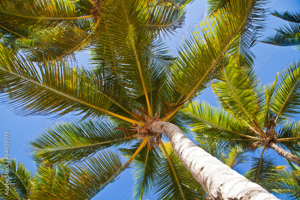 Fototapeta premium palm trees