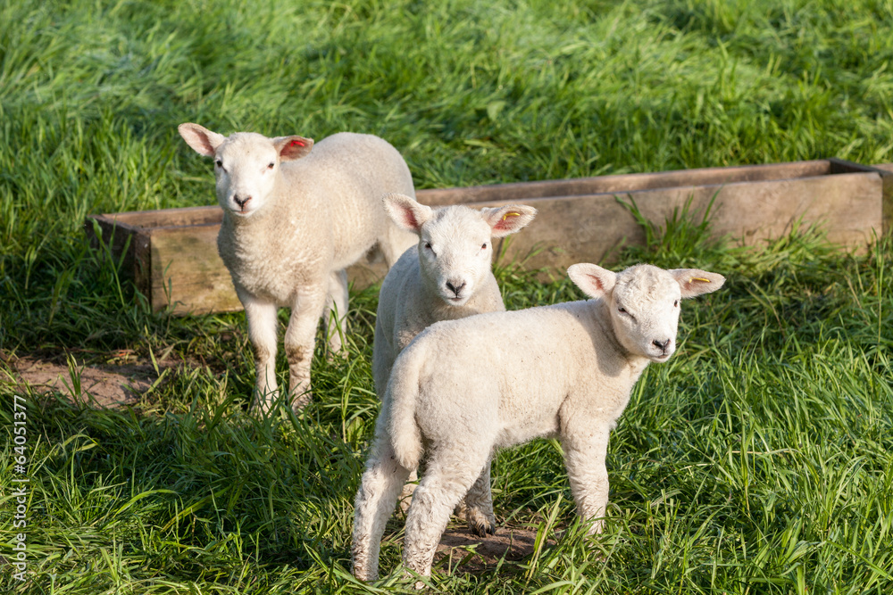 lamb lamb