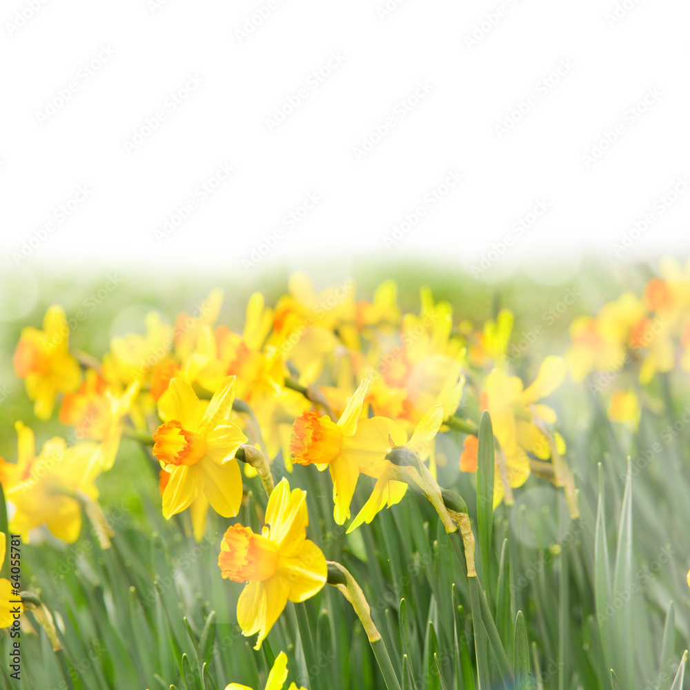 Daffodils