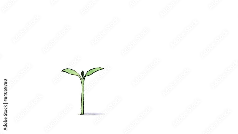 Plant growing from seed, hand drawn