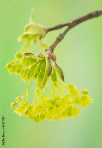 Acer pseudoplatanus photo