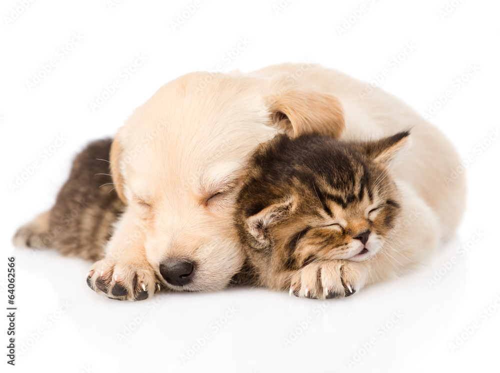 golden retriever puppy dog sleep with british kitten. isolated golden retriever puppy dog sleep with british kitten. isolated