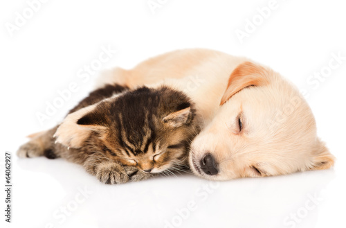 golden retriever puppy dog sleep with british kitten. isolated 