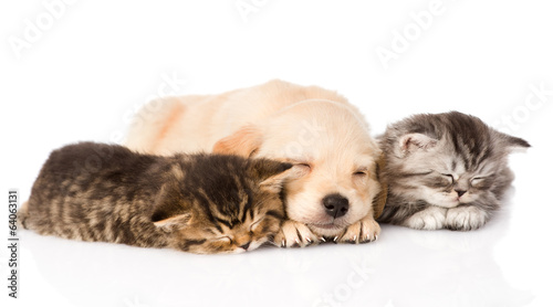 golden retriever puppy dog sleep with two british kittens.  © Ermolaev Alexandr