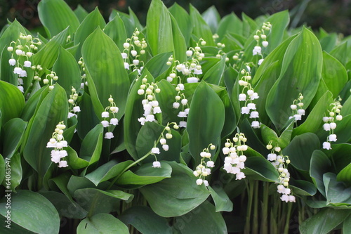 Du muguet photo